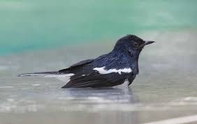Untuk menambahkan cairan, ada baiknya mama lebih sering memberinya asi dan susu formula. 5 Manfaat Terapi Mandi Air Garam Untuk Burung Kacer Burungnya Com