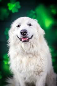 What kind of dog is a Beagle Schnauzer mix?