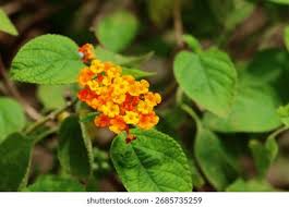 Image result for Lantana tiliifolia