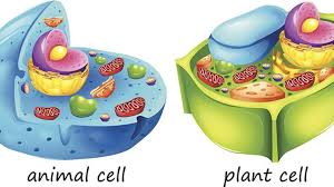Plant cells are fixed and rectangular in shape whereas animal cells are round and irregular in shape. Differences Between Animal Cells And Plant Cells Online Science Notes