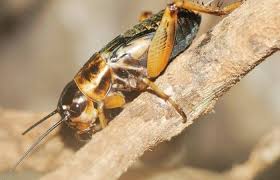 You can find them in warm areas where there is water and food. How To Get Rid Of Cricket Noise At Night 8 Ways Soundproof Panda