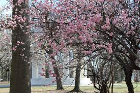 Full sun is a must for the flowering apricot. Prunus Mume Flowering Apricot