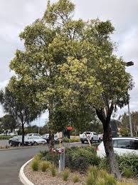 Image result for Acacia melanoxylon