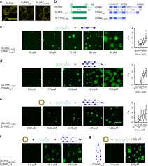 Some specialized detectors can go as. Tripartite Phase Separation Of Two Signal Effectors With Vesicles Priming B Cell Responsiveness Nature Communications