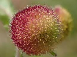 Image result for Grangea