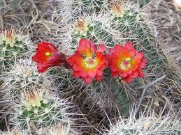 South of sedona on highway 179, there are shops and restaurants near sedona. Cactus Flowers Abound On The Slim Shady Trail Fotografia De Slim Shady Trail Village Of Oak Creek Tripadvisor