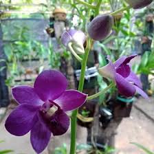 Anggrek dikenal sebagai tanaman hias populer yang dimanfaatkan bunganya. Jual Produk Tanaman Hias Bunga Anggrek Termurah Dan Terlengkap Juli 2021 Bukalapak