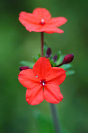 Image result for Otomeria