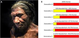 Why Do Some Humans Have Neanderthal DNA? · Frontiers for Young Minds