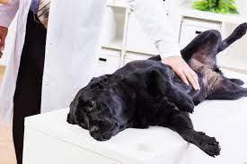 Maybe you would like to learn more about one of these? Veterinary Services In Wichita Ks Northrock Hospital For Animals