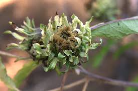 Image result for Vernonia adoensis