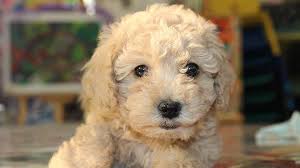 Use the search tool below and browse adoptable. Goldendoodle Names The Top 100 Most Popular For 2020