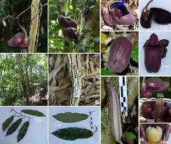 Image result for Aristolochiaceae