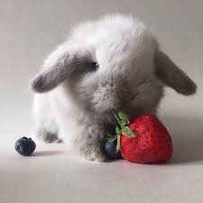 Pin By Nela Kostkova On Bunny Cute Animals Cute Baby Animals Cute Baby Bunnies