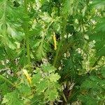 Image result for Bidens oligoflora