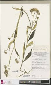 Image result for Cassipourea ruwensorensis