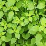 Image result for Parietaria debilis