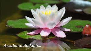 Ya, kalimat assalamualaikum dan waalaikumsalam ini kerap kali kita dengar dan ucapkan dalam ibnu majah 856 dan ibnu khuzaimah). Assalamualaikum Selamat Pagi Story Wa Islami Youtube