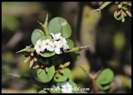 Image result for Carissa bispinosa