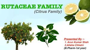 Image result for Rutaceae