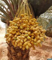 Hasil gambar untuk jual kurma muda