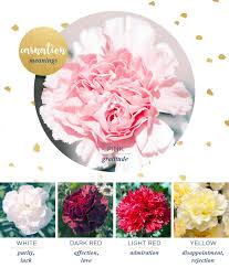 Carnation Meaning And Symbolism Ftd Com