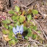 Image result for Lobelia fervens