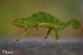 Image result for Chamaecrista gracilior