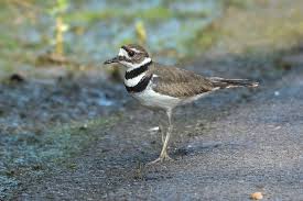 This noisy and handsome bird (charadrius vociferus) gets both its latin name and its common name from its call. Kildeer Photograph By Robert Bevan
