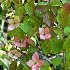 Picture and description of cornus kousa 'schmred' (heart throb). Cornus Kousa Heart Throb Chinese Dogwood Heart Throb In Gardentags Plant Encyclopedia