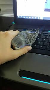 Mavis Kus Uykusu Gelmis Sleeping Budgie Good Night Kus