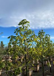 Image result for Harpephyllum afrum