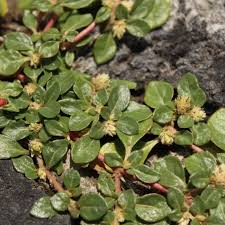 Image result for Guilleminea densa