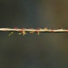 Image result for Schizachyrium jeffreysii