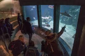De zoologischer garten berlin, ook wel zoo berlin genoemd, is een dierentuin in het centrum van berlijn bij bahnhof zoologischer garten. Das Sylt Aquarium Im Suden Der Stadt Westerland Auf Sylt Ist Ein Zoologischer Garten Der Sich