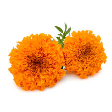 Kiwano or cucumis metuliferus isolated on white background. Marigold Flower Online In Bangalore Buy Getflowersdaily