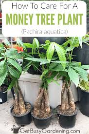 Learn Everything You Need To Know About How To Care For A Money Tree Plant With These Detailed Money Pl Money Tree Plant Care Money Tree Plant Money Plant Care