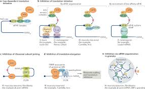 You will see malay to english translation in the window below. Intracellular Mrna Transport And Localized Translation Nature Reviews Molecular Cell Biology