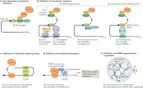 I text a client in spanish offline and this translator works seamlessly. Intracellular Mrna Transport And Localized Translation Nature Reviews Molecular Cell Biology