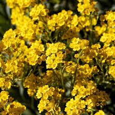 Image result for Aurinia