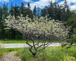 Image result for Prunus
