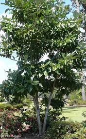 Maybe you would like to learn more about one of these? Evergreen Sweetbay Magnolia Louisiana Super Plant Fall 2012 Magnolia Tree Landscaping Magnolia Trees Trees To Plant
