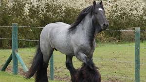 Among all belgian draft horses, petra is the strongest. Blue Roan Brabant Draft Horses Raw Power Meets Beauty Youtube