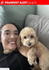 Lost Merle Dog Dior in Lancaster, TX