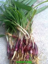 Terbukti ilmiah, inilah 14 khasiat bawang dayak bagi kesehatan pria dan wanita. Obat Penyakit Jantung Koroner Bawang Dayak 100 Gram Di Lapak Makrifat Herbal Bukalapak