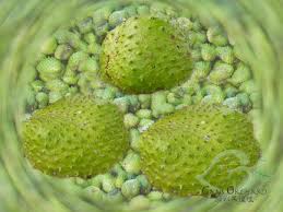 Soursop is known as sirsak in indonesia, where. Soursop Malaysian Fruits