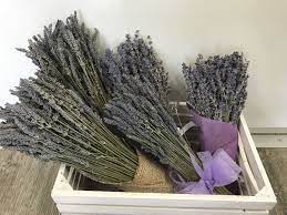 We did not find results for: Dried Lavender Bunch Bella Floral Boutique