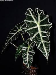 African Mask Plant Is A Great House Plants To Add Style To Your Home Plants Houseplants Lowlightplants Indoorgardening Plants House Plants Alocasia Plant