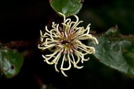 Image result for Trichocladus