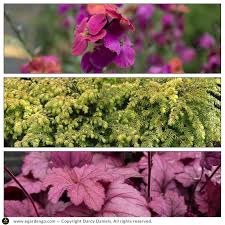 The winter series of hybrid wallflowers is an excellent, long booming perennial for full sun. Erysimum Winter Orchid